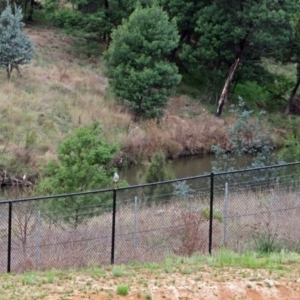 Egretta novaehollandiae at Molonglo River Reserve - 13 Mar 2018 12:21 PM