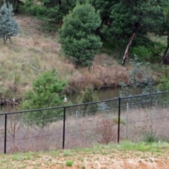 Egretta novaehollandiae at Molonglo River Reserve - 13 Mar 2018