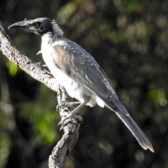 Philemon corniculatus (Noisy Friarbird) at Macarthur, ACT - 14 Mar 2018 by RodDeb
