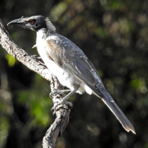 Philemon corniculatus at Macarthur, ACT - 14 Mar 2018