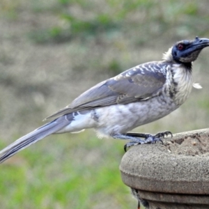 Philemon corniculatus at Macarthur, ACT - 14 Mar 2018 05:30 PM