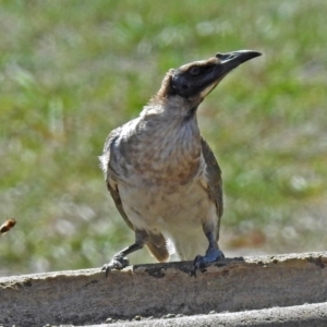 Philemon corniculatus at Macarthur, ACT - 14 Mar 2018