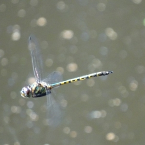 Hemicordulia australiae at Canberra Central, ACT - 14 Mar 2018