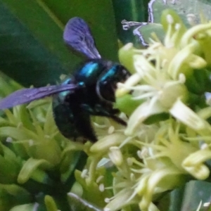 Xylocopa (Lestis) aerata at Acton, ACT - 14 Mar 2018