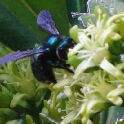 Xylocopa (Lestis) aerata (Golden-Green Carpenter Bee) at Acton, ACT - 14 Mar 2018 by roymcd