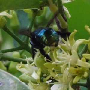 Xylocopa (Lestis) aerata at Acton, ACT - 14 Mar 2018 04:00 PM