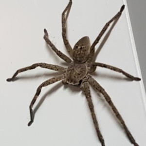 Sparassidae (family) at Dunlop, ACT - 13 Mar 2018 09:20 PM