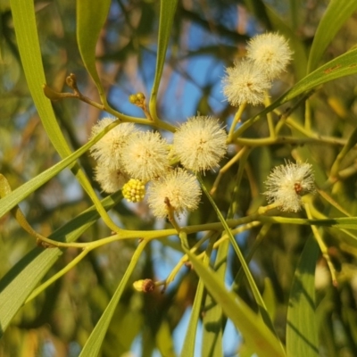 Acacia implexa (Hickory Wattle, Lightwood) at Griffith Woodland - 14 Mar 2018 by ianandlibby1