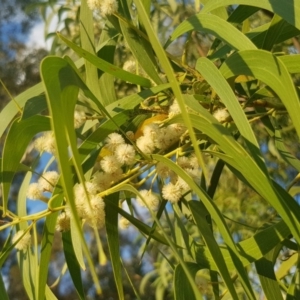 Acacia implexa at Griffith, ACT - 14 Mar 2018