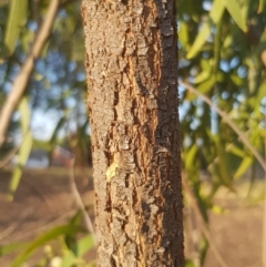 Acacia implexa at Griffith, ACT - 14 Mar 2018