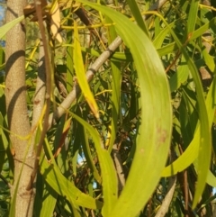 Acacia implexa at Griffith, ACT - 14 Mar 2018