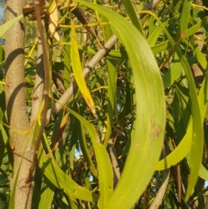 Acacia implexa at Griffith, ACT - 14 Mar 2018