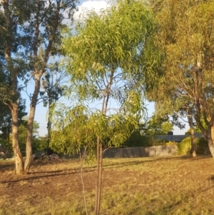 Acacia implexa at Griffith, ACT - 14 Mar 2018