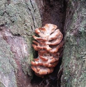 Polypore sp. at Coolangubra, NSW - 13 Mar 2018 02:39 PM