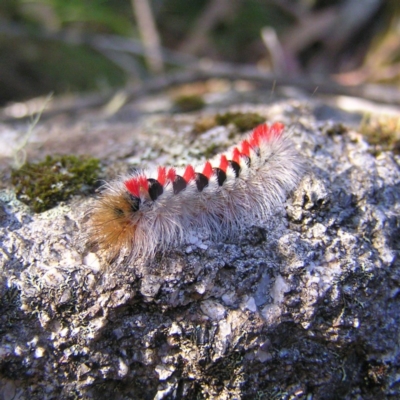 Trichiocercus sparshalli (Sparshall's Moth) at Namadgi National Park - 11 Mar 2018 by MatthewFrawley