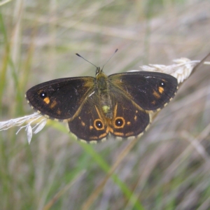 Oreixenica lathoniella at Rendezvous Creek, ACT - 12 Mar 2018