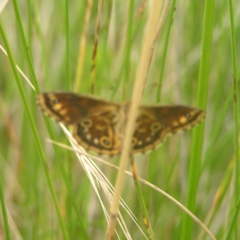 Oreixenica lathoniella at Rendezvous Creek, ACT - 12 Mar 2018