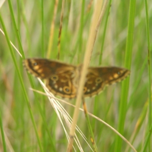 Oreixenica lathoniella at Rendezvous Creek, ACT - 12 Mar 2018