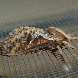 Elhamma australasiae at Conder, ACT - 2 Mar 2018 11:09 PM