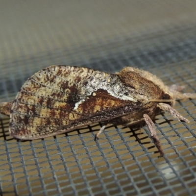 Elhamma australasiae (A Swift or Ghost moth (Hepialidae)) at Conder, ACT - 2 Mar 2018 by MichaelBedingfield