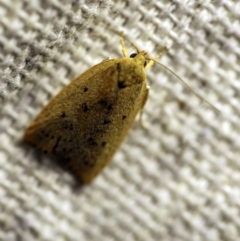 Garrha (genus) (A concealer moth) at O'Connor, ACT - 1 Jan 2018 by ibaird