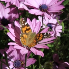 Vanessa kershawi (Australian Painted Lady) at Higgins, ACT - 17 Oct 2016 by AlisonMilton