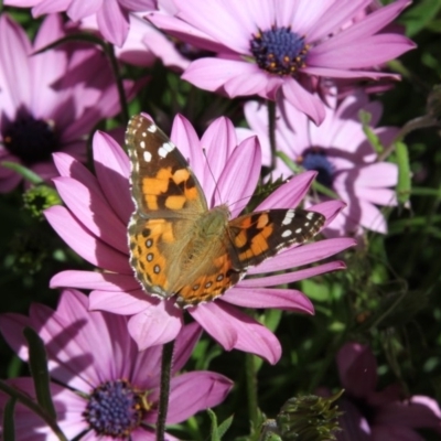 Vanessa kershawi (Australian Painted Lady) at Higgins, ACT - 18 Oct 2016 by AlisonMilton