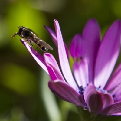 Melangyna viridiceps (Hover fly) at Higgins, ACT - 18 Oct 2016 by AlisonMilton