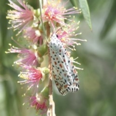 Utetheisa pulchelloides (Heliotrope Moth) at Higgins, ACT - 20 Jan 2008 by AlisonMilton