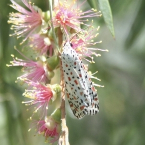 Utetheisa pulchelloides at Higgins, ACT - 20 Jan 2008