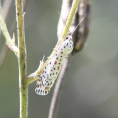 Utetheisa pulchelloides at Higgins, ACT - 20 Jan 2008 12:34 PM