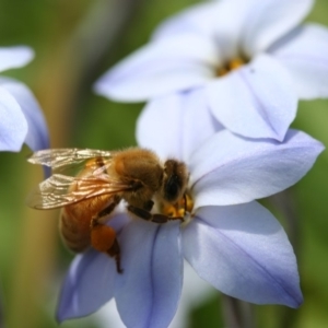 Apis mellifera at Higgins, ACT - 7 Sep 2008 01:47 PM