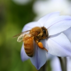 Apis mellifera at Higgins, ACT - 7 Sep 2008