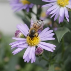 Apis mellifera (European honey bee) at Higgins, ACT - 21 Mar 2010 by AlisonMilton