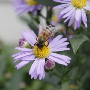 Apis mellifera at Higgins, ACT - 21 Mar 2010 02:25 PM