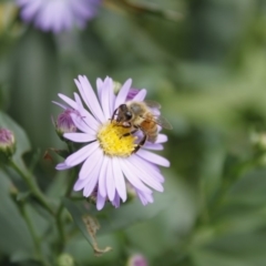 Apis mellifera at Higgins, ACT - 21 Mar 2010