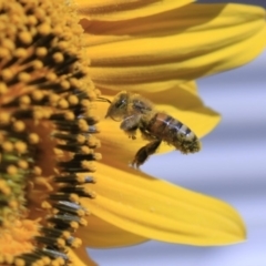 Apis mellifera (European honey bee) at Higgins, ACT - 29 Jan 2012 by AlisonMilton