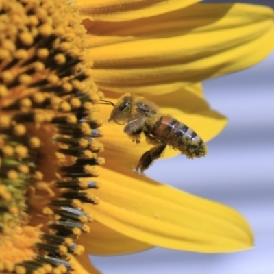 Apis mellifera (European honey bee) at Higgins, ACT - 29 Jan 2012 by AlisonMilton