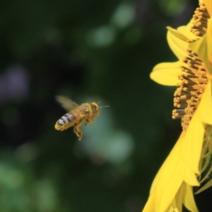 Apis mellifera at Higgins, ACT - 29 Jan 2012