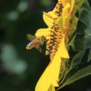 Apis mellifera at Higgins, ACT - 29 Jan 2012