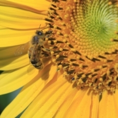 Apis mellifera at Higgins, ACT - 29 Jan 2012 11:33 AM