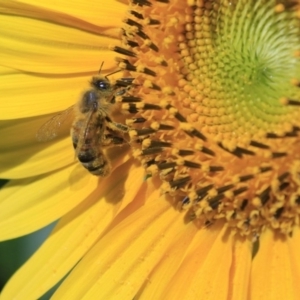 Apis mellifera at Higgins, ACT - 29 Jan 2012