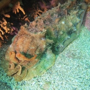 Sepia apama at Merimbula, NSW - 13 Sep 2015 11:46 AM