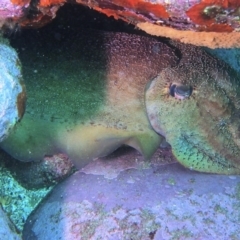 Sepia apama at Merimbula, NSW - 13 Sep 2015 11:46 AM