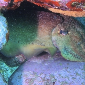 Sepia apama at Merimbula, NSW - 13 Sep 2015 11:46 AM