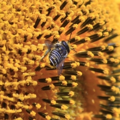 Pseudoanthidium (Immanthidium) repetitum (African carder bee, Megachild bee) at Higgins, ACT - 29 Jan 2012 by AlisonMilton