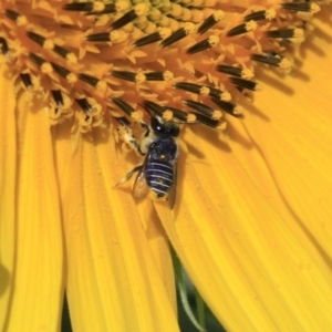 Pseudoanthidium (Immanthidium) repetitum at Higgins, ACT - 29 Jan 2012 11:33 AM