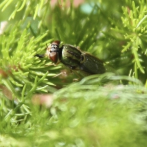 Odontomyia decipiens at Higgins, ACT - 20 Nov 2016