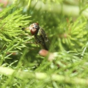 Odontomyia decipiens at Higgins, ACT - 20 Nov 2016