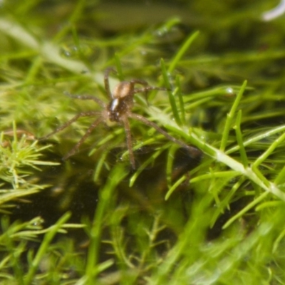 Pisauridae (family) (Water spider) at Higgins, ACT - 20 Nov 2016 by Alison Milton